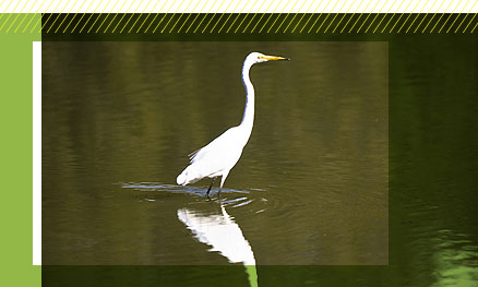 A Great Egret wades in the water at Port Kembla's Avon Dam.